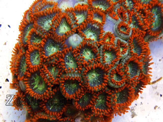 Orange Nebula